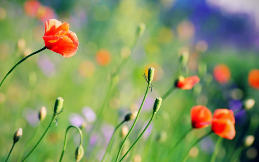 416457 (a): :2560x1600